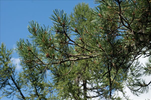 Pinus cembra L.