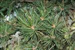 Pinus cembra L.