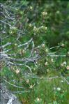 Pinus mugo subsp. uncinata (Ramond ex DC.) Domin