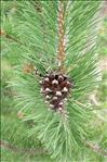 Pinus mugo subsp. uncinata (Ramond ex DC.) Domin