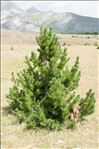 Pinus mugo Turra