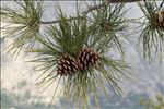 Pinus nigra subsp. laricio Maire