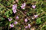 Cyclamen hederifolium Aiton