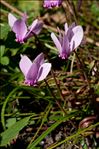 Cyclamen hederifolium Aiton