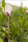 Cyclamen hederifolium Aiton