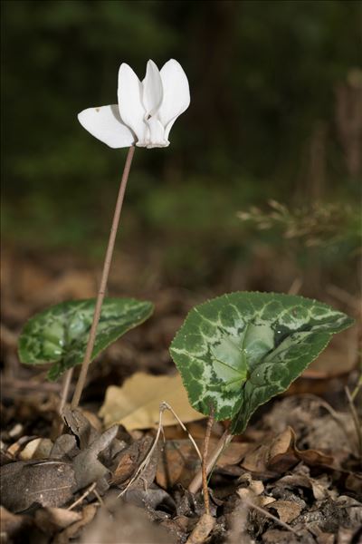 Cyclamen hederifolium Aiton