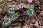 Cyclamen hederifolium Aiton