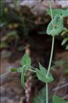 Lathyrus oleraceus subsp. biflorus (Raf.) H.Schaef., Coulot & Rabaute