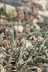 Plantago albicans L.