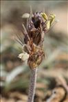 Plantago albicans L.