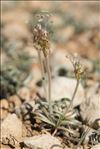 Plantago albicans L.