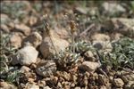 Plantago albicans L.