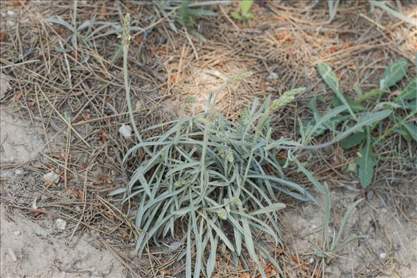 Plantago albicans L.