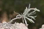 Plantago albicans L.