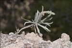 Plantago albicans L.