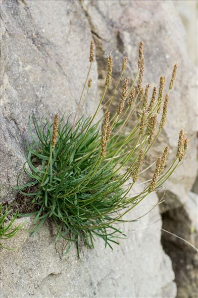 Plantago maritima subsp. serpentina (All.) Arcang.