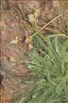 Plantago monosperma Pourr.