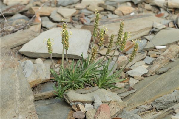 Plantago subulata L.