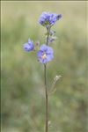 Polemonium caeruleum L.