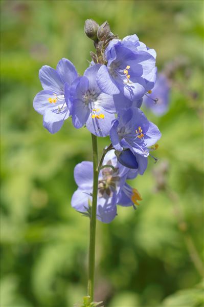 Polemonium caeruleum L.