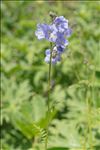 Polemonium caeruleum L.