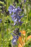 Polemonium caeruleum L.