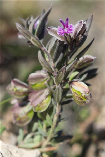 Polygala rupestris Pourr.