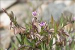 Polygala rupestris Pourr.