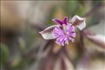 Polygala rupestris Pourr.