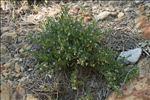 Polygala rupestris Pourr.