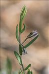 Polygala rupestris Pourr.