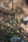 Polygala rupestris Pourr.