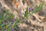 Polygala rupestris Pourr.