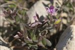 Polygala rupestris Pourr.