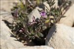 Polygala rupestris Pourr.