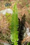 Polystichum lonchitis (L.) Roth