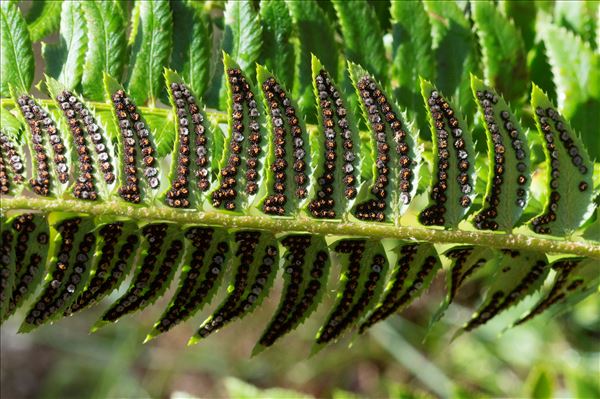 Polystichum lonchitis (L.) Roth