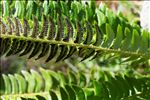 Polystichum lonchitis (L.) Roth