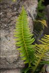 Polystichum lonchitis (L.) Roth