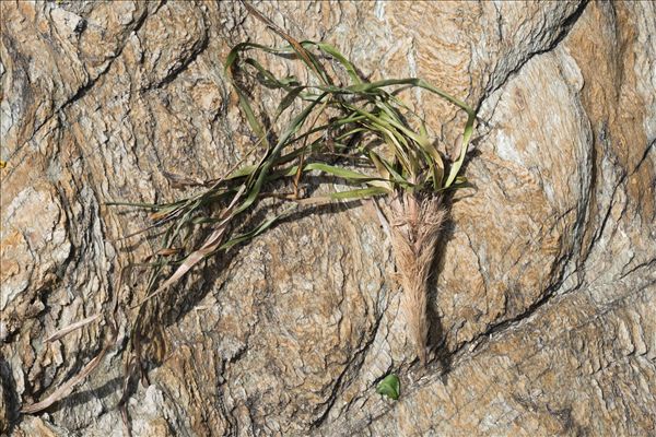 Posidonia oceanica (L.) Delile