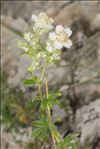 Potentilla alchemilloides Lapeyr.