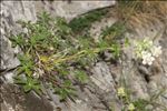 Potentilla alchemilloides Lapeyr.