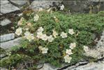 Potentilla alchemilloides Lapeyr.