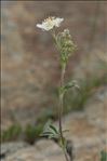 Potentilla alchemilloides Lapeyr.