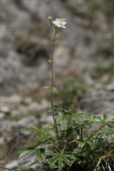 Potentilla alchemilloides Lapeyr.