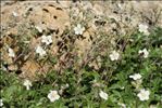 Potentilla alchemilloides Lapeyr.