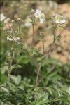 Potentilla alchemilloides Lapeyr.