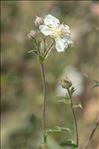 Potentilla alchemilloides Lapeyr.