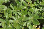 Potentilla alchemilloides Lapeyr.