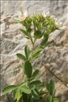 Potentilla caulescens subsp. cebennensis (Siegfr. ex Debeaux) Kerguélen